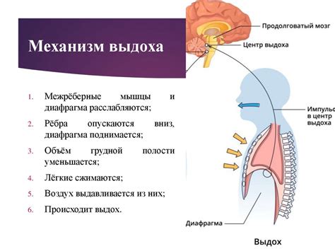 Механизм работы выдоха