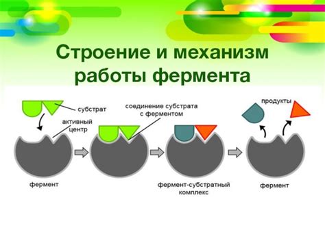 Механизм работы клавиши овощной суперсистемы: прозрачное или закрытое проявление глубоких мыслей?