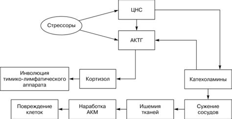 Механизм развития спаечных изменений в организме