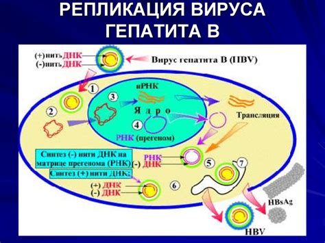 Механизм репликации гепатита С