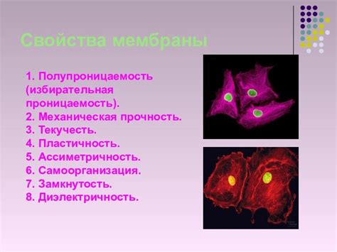 Механическая прочность мембраны и ее стабильность