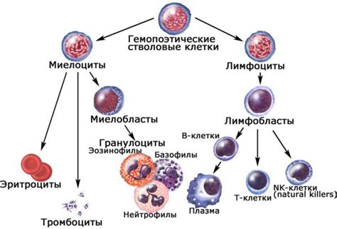 Миелоциты: определение и формирование