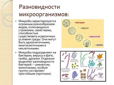 Микроорганизмы в живой пыли: разнообразие и характеристики