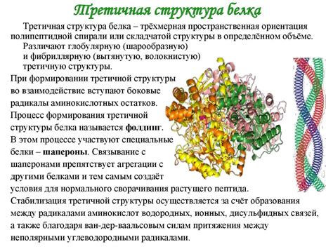 Микросомальные ферменты: определение и функции