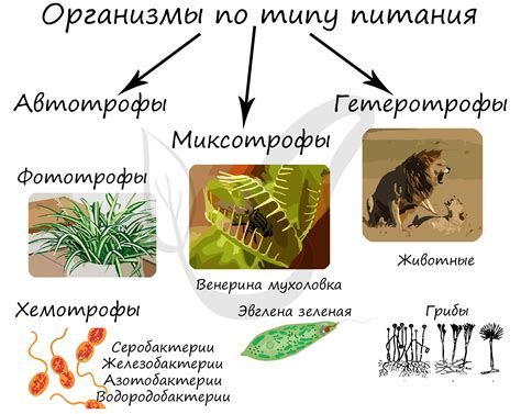 Миксотрофный тип питания: феномен симбиоза