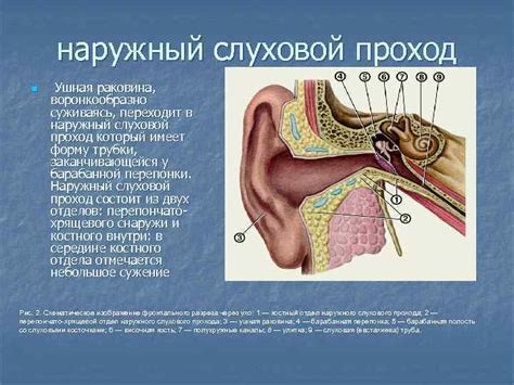 Мистическая значимость видения о насекомом, проникающем в слуховой проход