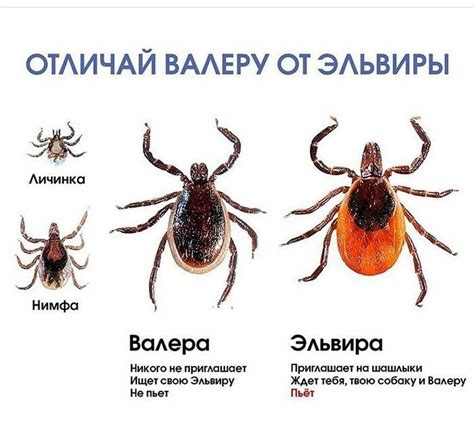 Мистическое значение сна о хищном клеще птичьем