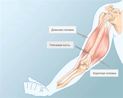 Мистическое значение снов о бицепсе домашних