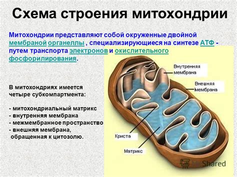 Митохондрии: конечные акцепторы электронов