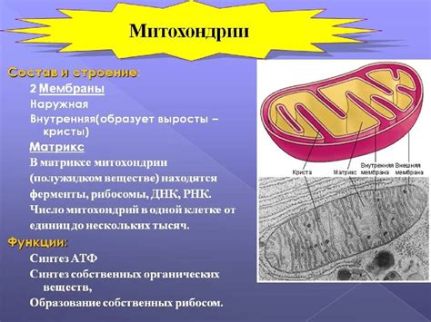 Митохондрии: носители ДНК и ключевые участники метаболизма