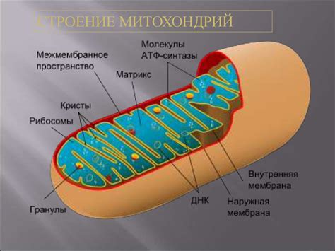 Митохондрии и наследование ДНК