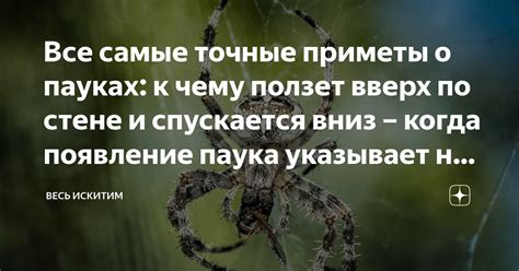 Мифологическая символика: Какие представления о пауках могут влиять на толкование сновидений у полногрудых девушек?