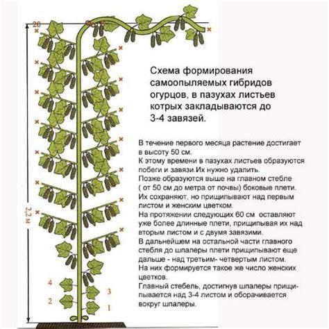 Мифологические представления и сакральное значение плети огурцов в тайных сновидениях