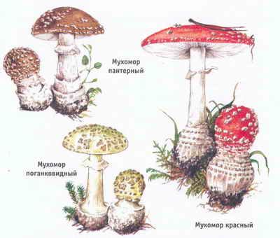 Мифы и легенды о мухоморе: происхождение и культурное значение