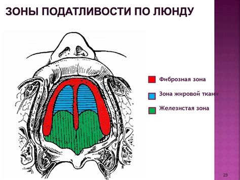 Мифы и предположения о отсутствии зубов у пса во время сновидения