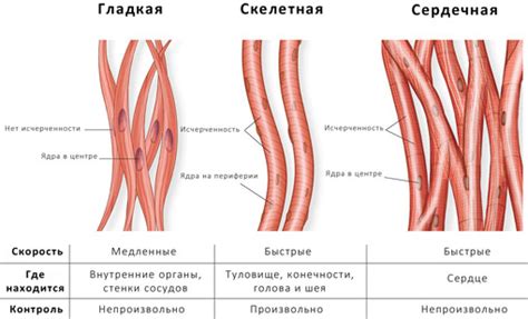 Миф о гладкой поперечно-полосатой мускулатуре