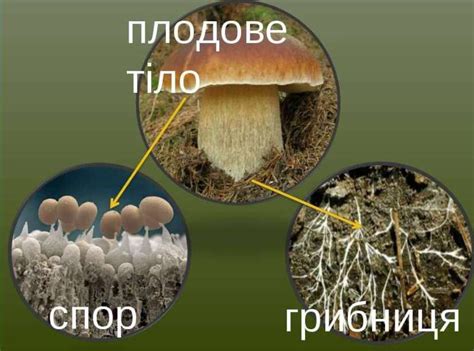 Мицелий патогенных грибов: проникновение в организм