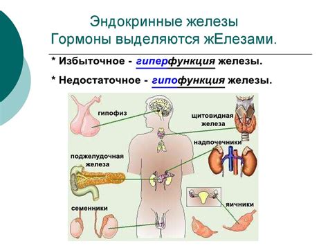 Млечные железы: структура и функции организма