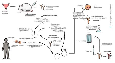 Многочисленные варианты антител M и G