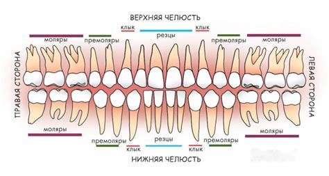 Множество значений сна, где происходит выпадение зубов