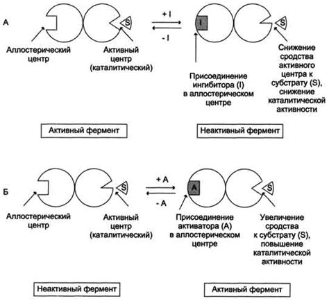 Модуляция активности аллостерических ферментов
