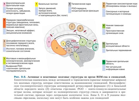 Мозговые процессы, активируемые во время снов о посещении общественной бани