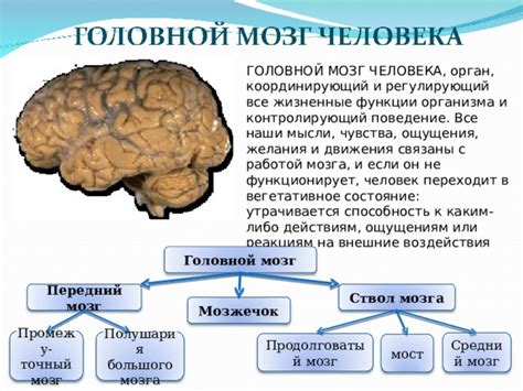 Мозг и фантомные чувства: с чем связаны фантомные ощущения