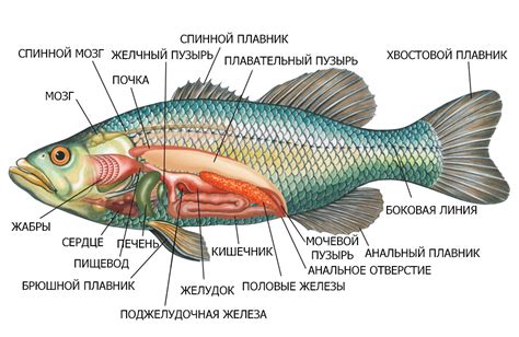 Мозг рыбки и его значение