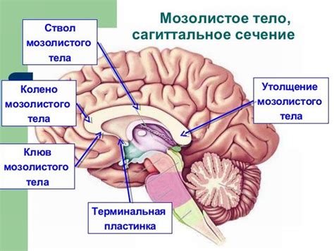 Мозолистое тело и задняя ямка мозжечка