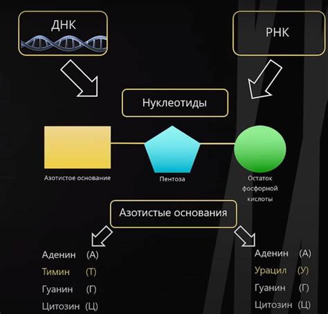 Молекулярная биология: изучение жизненных процессов на уровне молекул