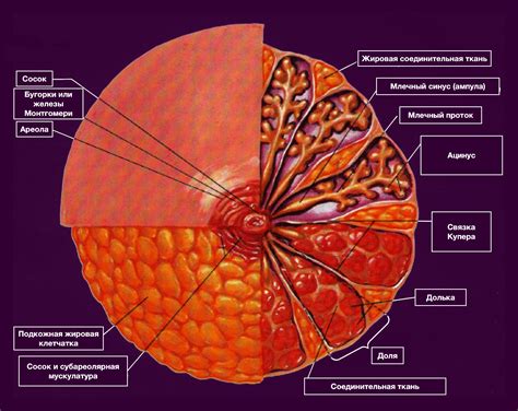 Молочная железа и ее функции