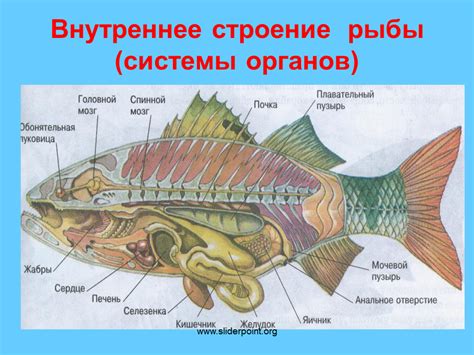 Молочная железа у рыбы: структура и функции