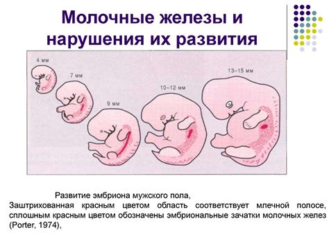 Молочные железы: важная проверка для женщин