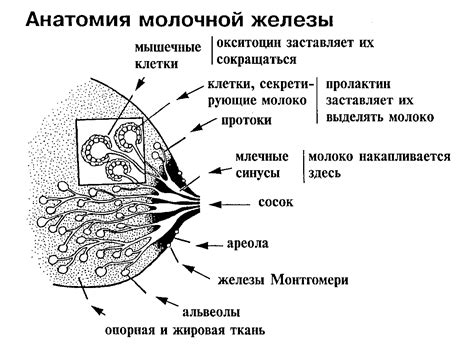 Молочные железы у женщин: структура и неоднородность