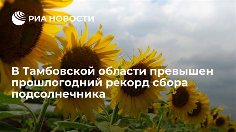 Момент сбора подсолнечника