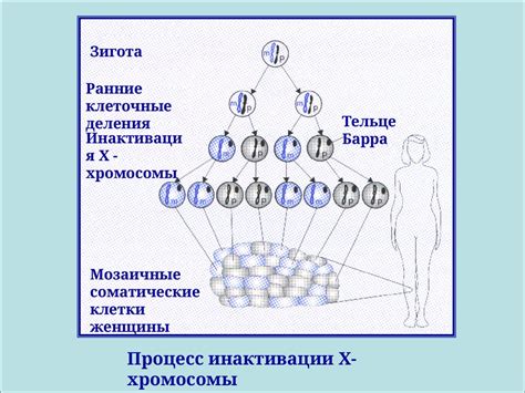 Моногенное наследование с полным доминированием