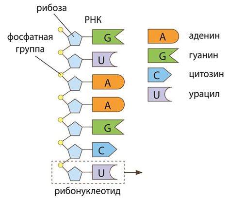 Мономер ДНК: связь с наследственностью и эволюцией организмов