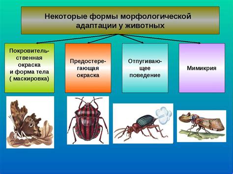 Морфологическая адаптация: определение и значение