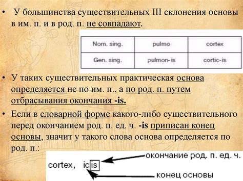 Морфологические особенности существительных 3-го класса