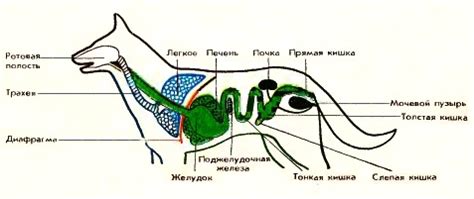 Мочевой пузырь собаки и его роль в организме