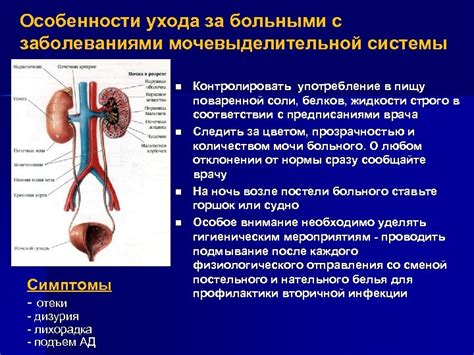 Мочеиспускание: основные моменты и влияние на здоровье