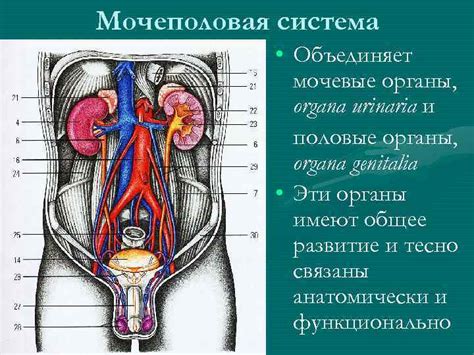 Мочеполовая система