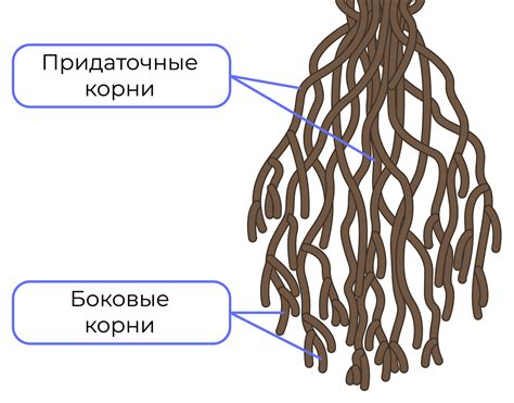 Мочковатая корневая система: определение и значение