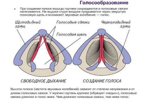 Мужской голос: особенности и значение