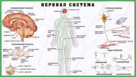 Мурашки по яйцам и нервная система