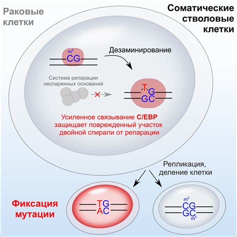 Мутации и изменения пигментации