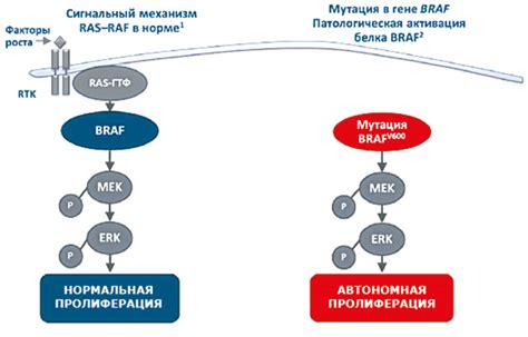 Мутация гена braf не выявлена