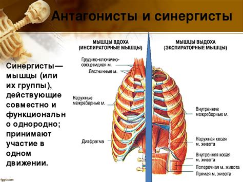 Мышцы антагонисты: функция и действие