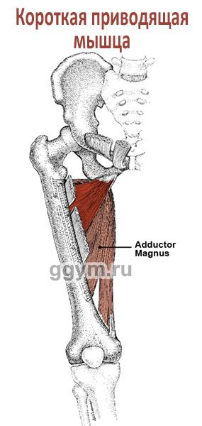 Мышцы внутренней части бедер: строение и функции