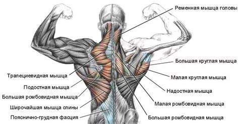 Мышцы и связки спины: наиболее распространенные причины дискомфорта